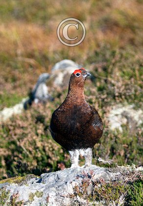Red Grouse DM1606